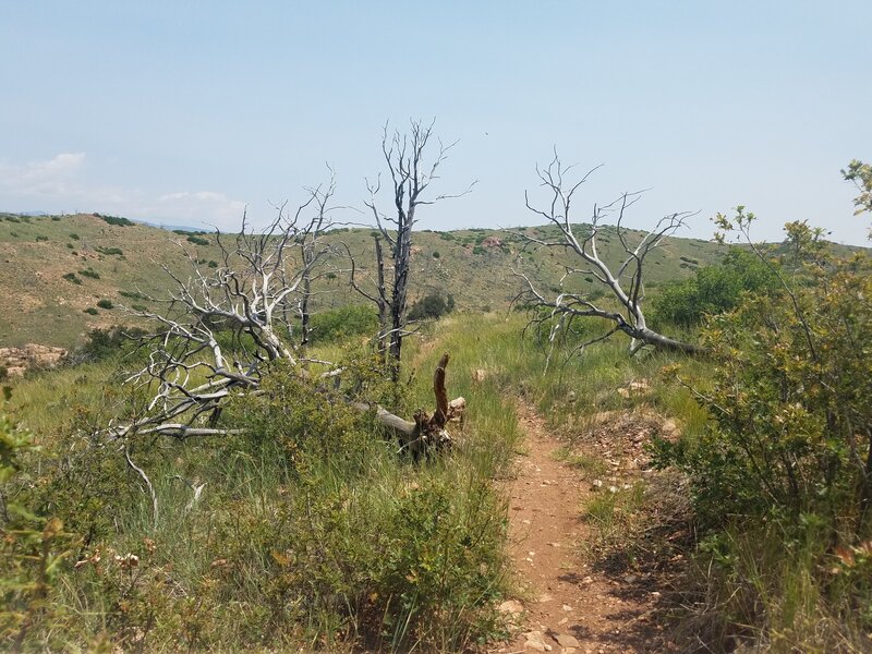 Flat Trail with No Canopy