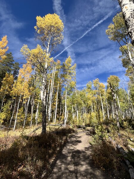 Heading west in the aspen grove.