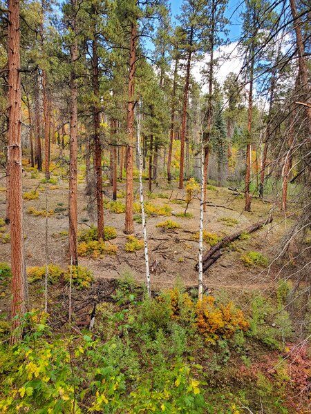 Some unburned ponderosa and pretty hillside.