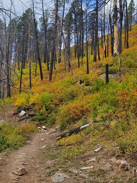 In early October, scrub oak and bushes display brilliant fall colors.