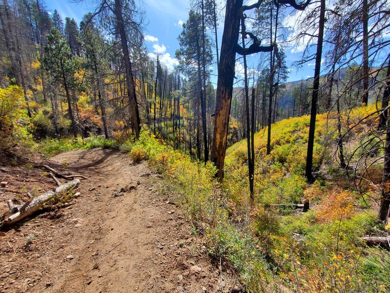 Brilliant fall foliage.