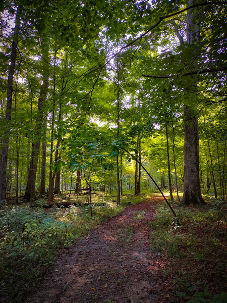 Beall Woods State Park Schneck Trail.