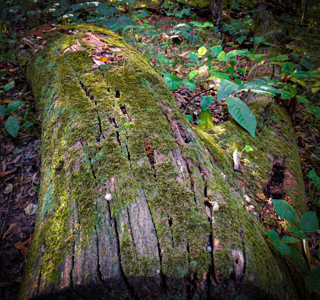 Mossy log - Schneck Trail, Beall Woods State Park