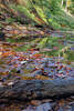 Creek Bed, mushroom on log