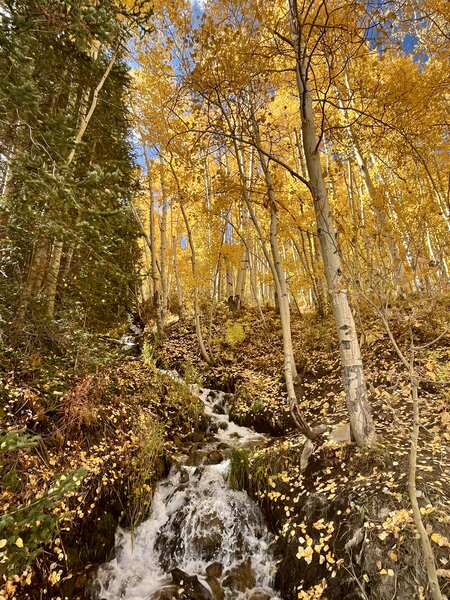 Fall color in full effect along the Brush Creek Trail.