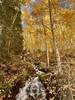 Fall color in full effect along the Brush Creek Trail.