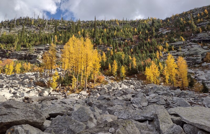 Bright yellow larches amid dark green firs, light up the steep talus slopes bordering the first Roman Nose Lake in early October.