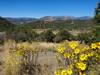 Still some late season wildflowers around in October.