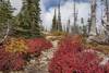 The pretty colors of autumn in the early October sunshine, climbing high on the way to Roman Nose Lakes.