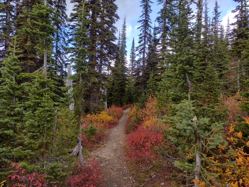 Bright colors of autumn are a contrast to the dark evergreens along the Roman Nose Lakes scenic loop.