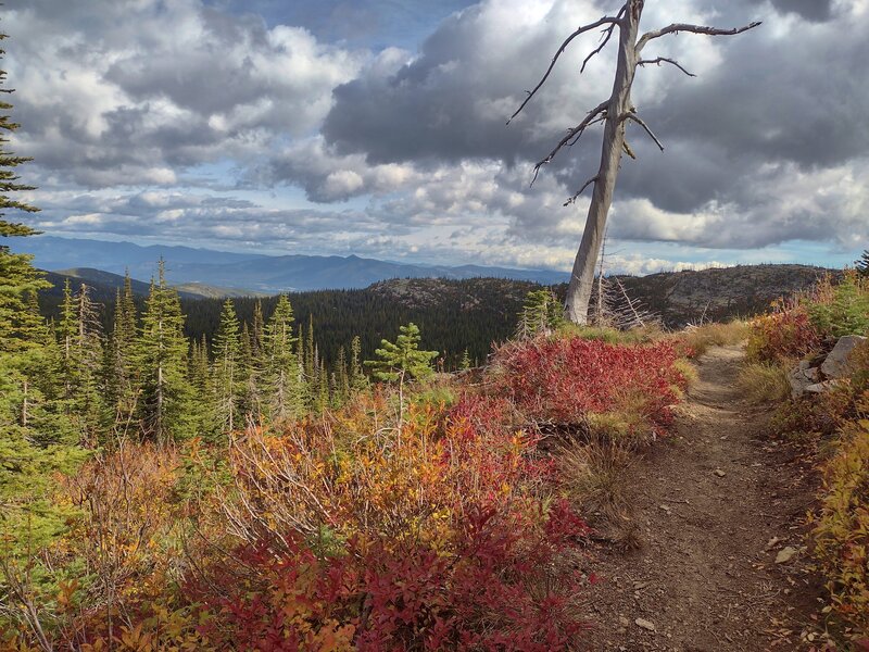 Views of the Kootenai River Valley in the distance (left) open up at an overlook along the trail, on a colorful early October day. The prominent tree skeleton is a relic of the 1967 wildfire here.