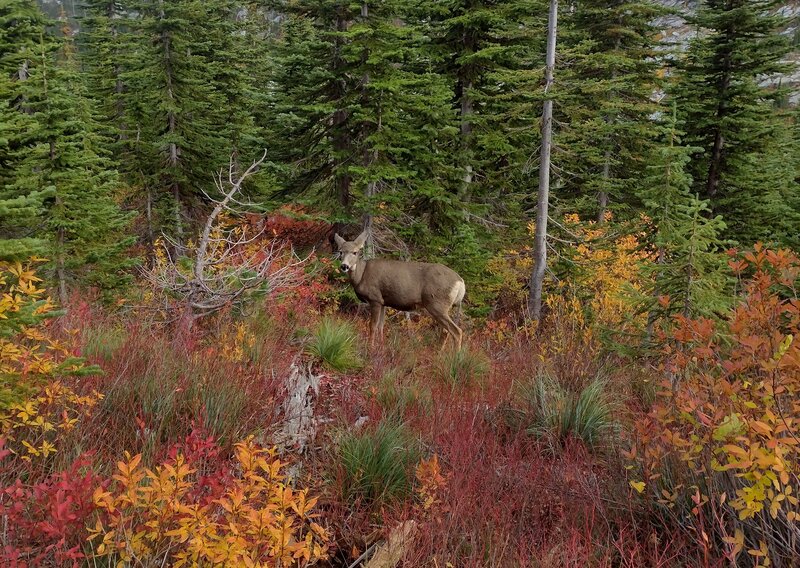 A deer amid colorful fall foliage on a sunny, early October day.