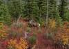 A deer amid colorful fall foliage on a sunny, early October day.