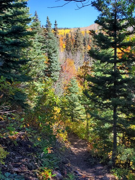 Near the start of the Mud Springs Trail in early October.