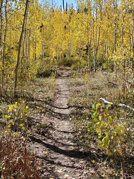 Heading down into the trees below Radio Tower #2.