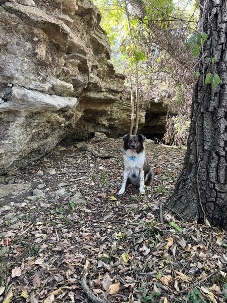 Dog by a rock overhang.