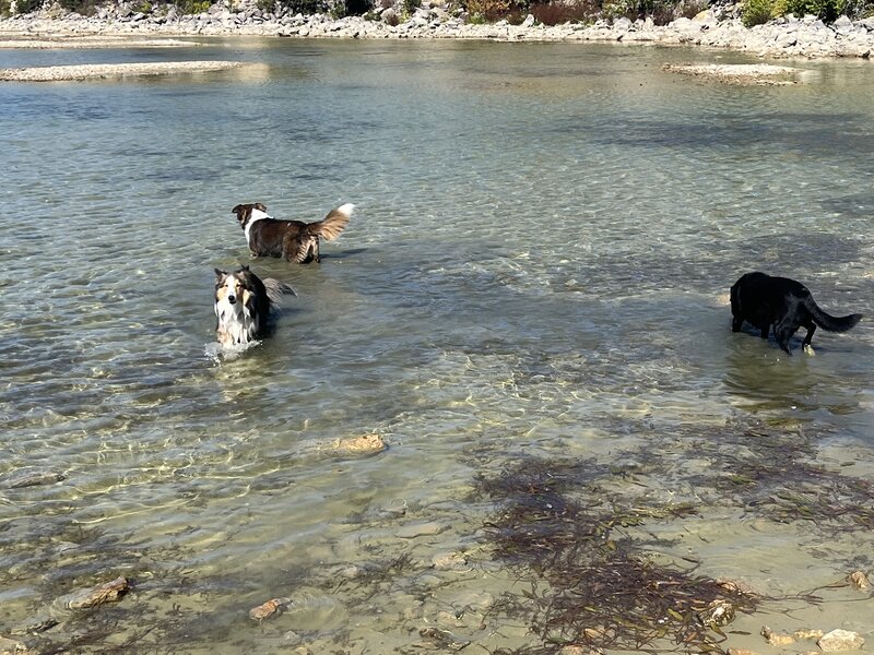 Dogs playing in water