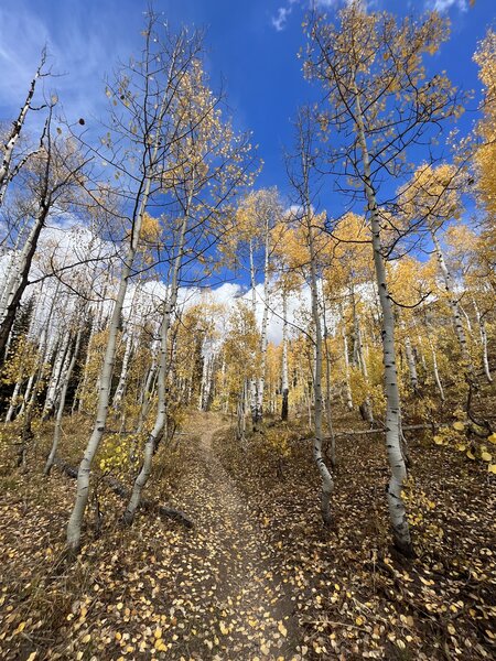 Fall turning the aspens golden on the 401.