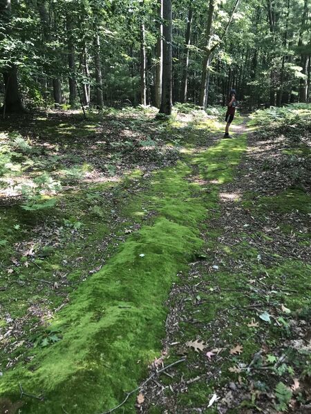 Loved the moss covered trail, was like hiking on soft carpet.