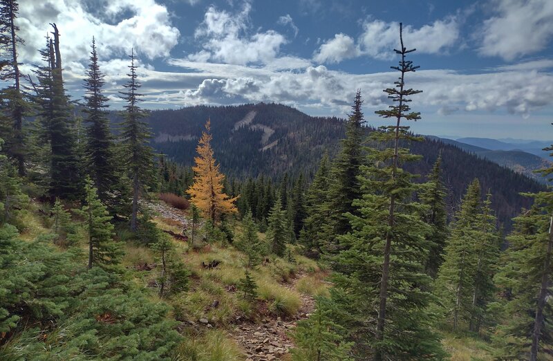 A lone larch in its golden colors of autumn, amid all the firs on the high southern slopes of Mt. Pend Oreille. Beyond it is an unnamed peak that the trail skirts around on the right/west.