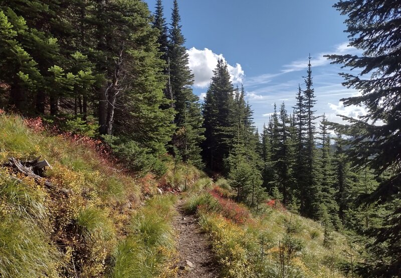 Pend Oreille Divide Trail goes through the pretty, thinly fir forested and grassy slopes of the high ridge of this divide.