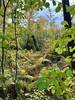 Cowles Bog