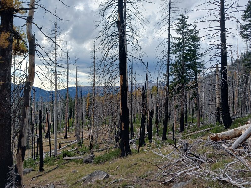 Huge burn scar when you head up from Conrad meadows, we found it impassable after several hours of route finding and climbing over downed trees.