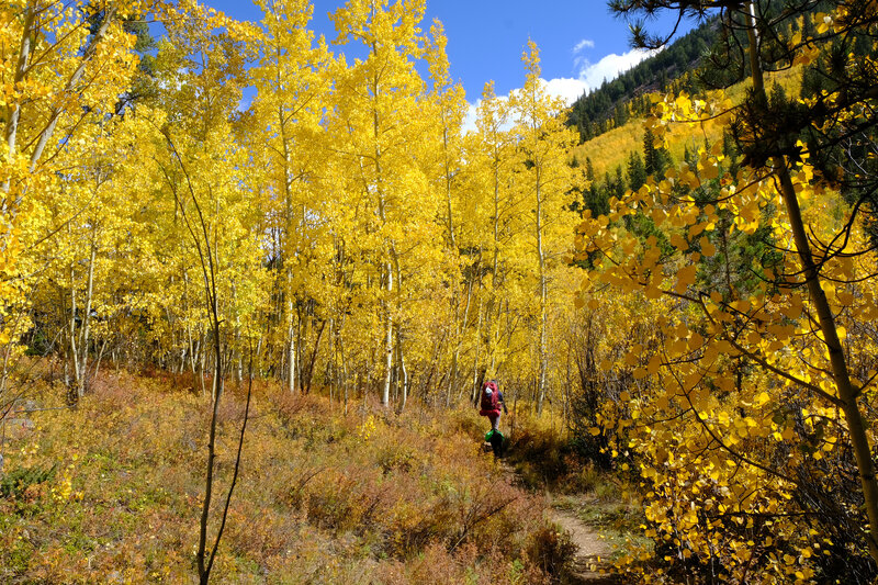 Beautiful aspen meadows along the trail.