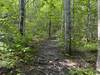 This dirt trail meanders through the woods. You can see the roots that grow across the trail.