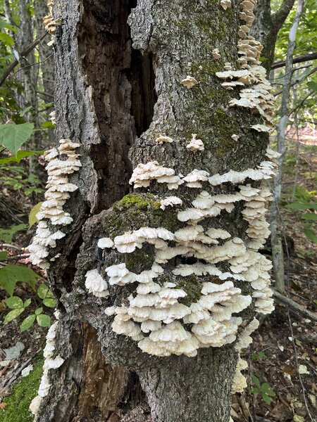 Mushrooms and lichen can be seen growing on the ground and trees along the trail.