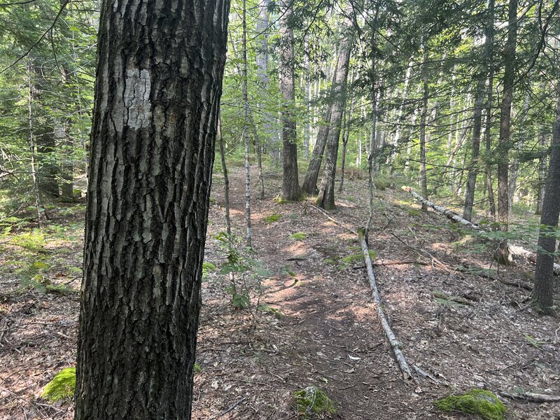 The trail meanders through the woods and can sometimes be hard to follow. Look for white blazes on the tree to ensure you are staying on the trail.