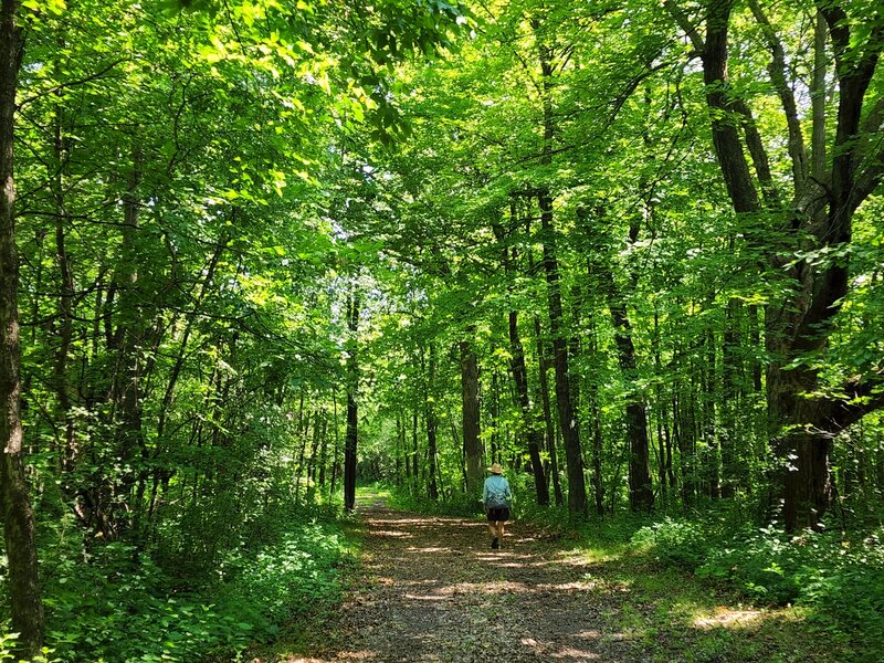 In the forest along the northern boundary.