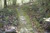 The trail is asphalt that is covered with moss for a majority of its journey through the woods.
