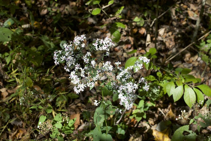 Flowers bloom along the trail throughout the year.