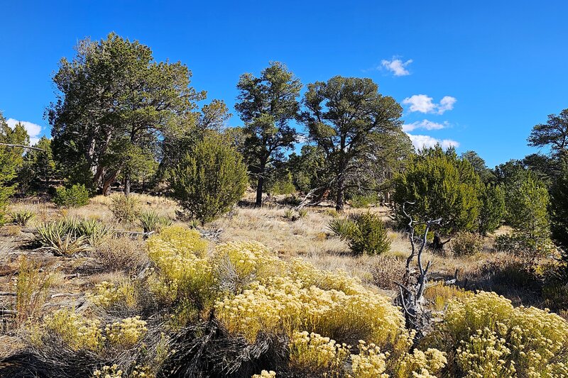 Walnut Canyon Rim Trail