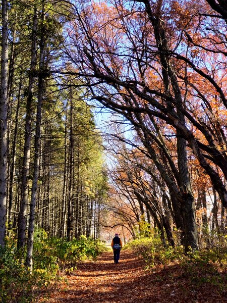 Along a colonnade of oak trees in late fall.