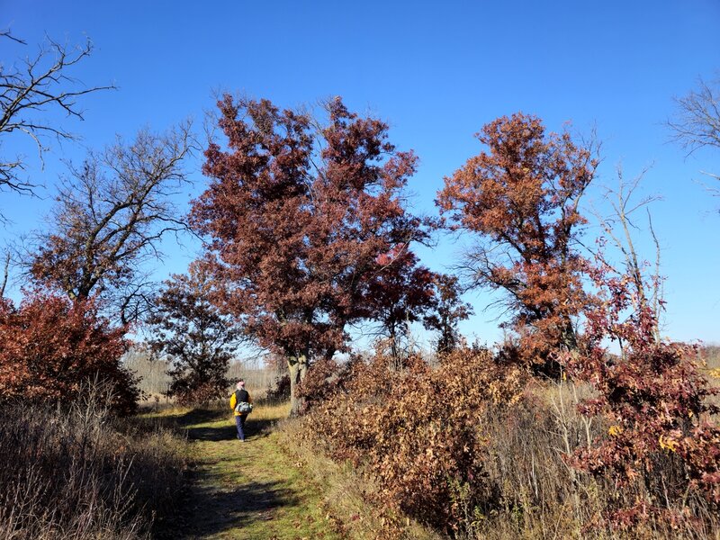 Past oaks wearing their late fall colors.