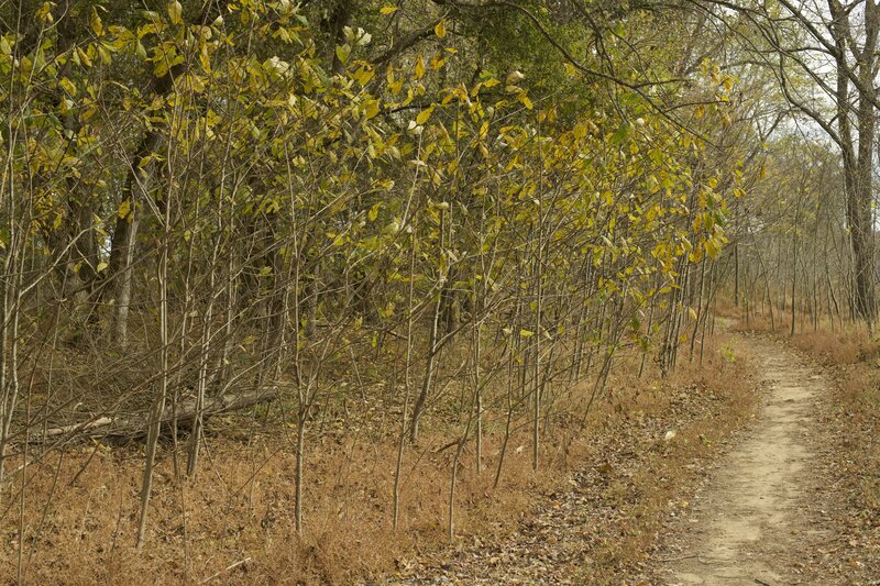 The trail is a singletrack dirt trail that runs through the woods.