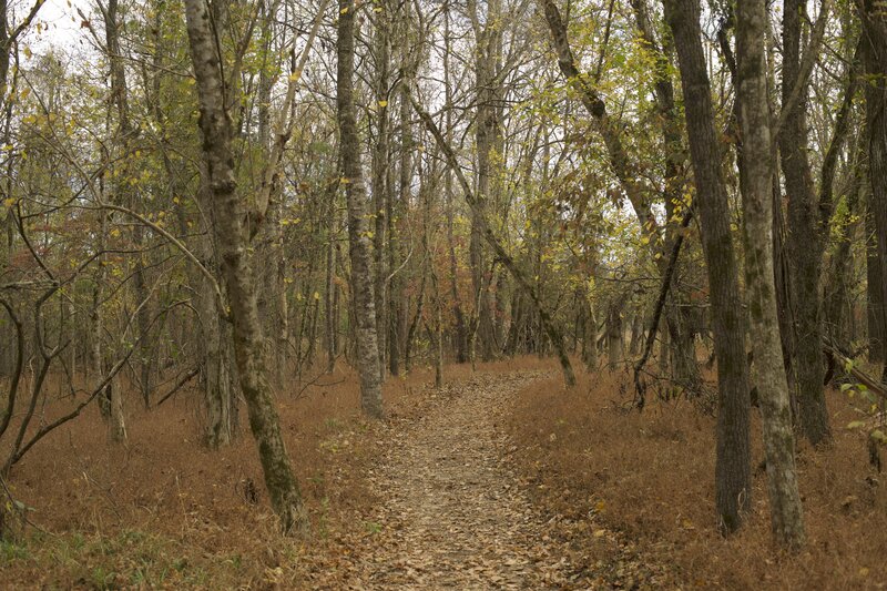 In the fall, the leaves change color and decorate the forest floor.