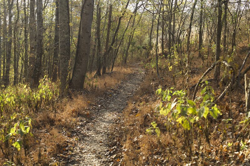 The forest provides shade as the trail moves from the junction up toward the fields.