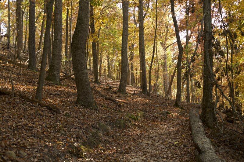 The trail meanders through the woods.  In the fall, the leaves light up the woods with yellows, oranges, and reds.