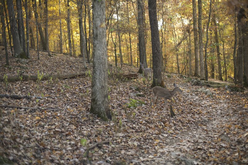 Deer feed along the side of the trail toward sunset.