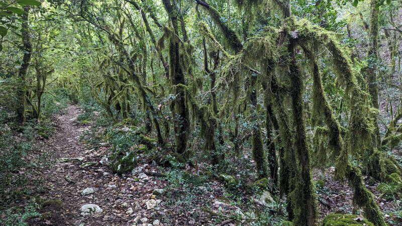 Moure de la Tour Rain Forest.