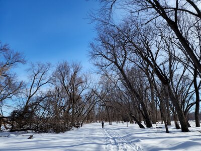 The floodplain forest in winter.