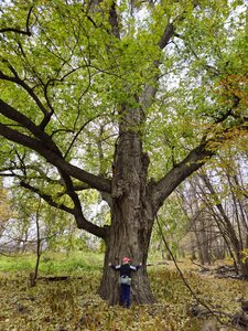 A huge, very old maple tree in the floodplain forest.