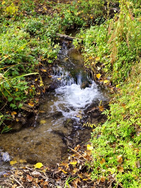 A freshwater spring feeds Ike's Creek.