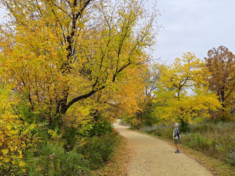 Fall colors on the Hogback Ridge Trail before the Hwy 77 Bridge.