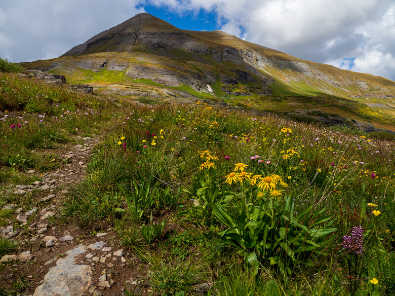 Wildflowers in Bridal Veil Basin.