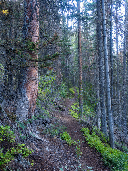 The trail stays in the forest and switchbacks endlessly up Ballard Mountain.