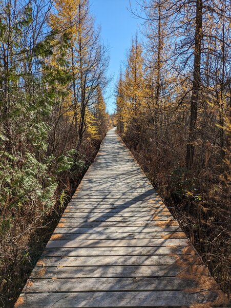 Boardwalk in late autumn.